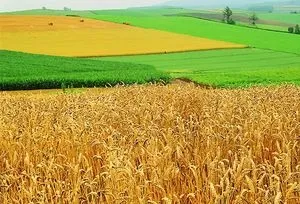Оренда землі сільгосппризначення умови угоди і зразок договору (землі) Оренда землі сільгосппризначення умови угоди і зразок договору