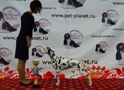 Амато вікторія курям - розплідник Далматин - розплідники регіону - сторінка 11 з 11 - собаки (собаки Байкалу) Амато вікторія курям - розплідник Далматин - розплідники регіону - сторінка 11 з 11 - собаки