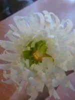 Метелики з гофрованого паперу (паперу) Метелики з гофрованого паперу
