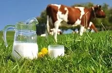Бактеріальна забрудненість молока шляхи зниження