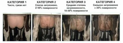 Бактеріальна забрудненість молока шляхи зниження