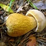 Білий гриб (боровик) - користь і шкода, опис, фото, де росте (боровик) Білий гриб (боровик) - користь і шкода, опис, фото, де росте