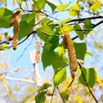 Березові бруньки користь і шкода, ваше здоров'я (березові бруньки + на спирту застосування) Березові бруньки користь і шкода, ваше здоров'я