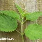 Березовий гриб чага - засіб від ста недуг, дача (березовий) Березовий гриб чага - засіб від ста недуг, дача