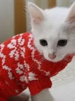 Беззерновой корм для кішок