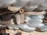 Білизняні клопи фото, як виглядають білизняні клопи, білизняні клопи як позбутися Дезцентр-русь (фото) Білизняні клопи фото, як виглядають білизняні клопи, білизняні клопи як позбутися Дезцентр-русь