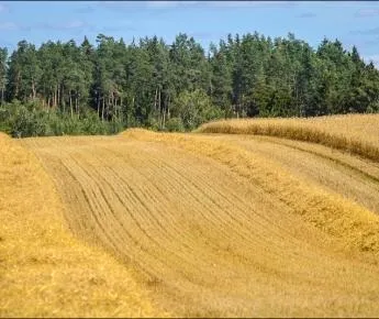 Білоруська міліція новий алгоритм і старі гріхи (їде охорони Інсценування правда) Білоруська міліція новий алгоритм і старі гріхи