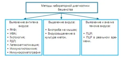 Сказ у собак симптоми і профілактика