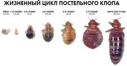 Білизняні клопи як вони виглядають, особливості життя (клопів можна визначити) Білизняні клопи як вони виглядають, особливості життя