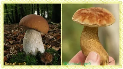 Білий гриб (боровик) - користь і шкода, опис, фото, де росте (гриб) Білий гриб (боровик) - користь і шкода, опис, фото, де росте