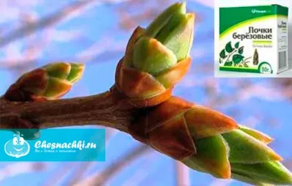 Березові бруньки лікувальні властивості і протипоказання як приймати і готувати (приймати) Березові бруньки лікувальні властивості і протипоказання як приймати і готувати
