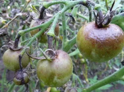 Білі плями на листі помідор в теплиці, фото (помідор) Білі плями на листі помідор в теплиці, фото
