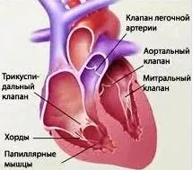 Хвороби клапанів серця