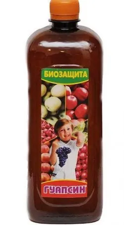 Хвороби персика курчавость листя персика, як лікувати (персика) Хвороби персика курчавость листя персика, як лікувати