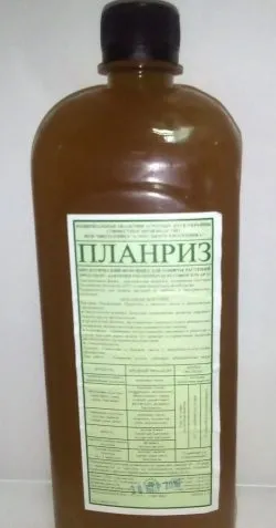 Хвороби персика курчавость листя персика, як лікувати (персика) Хвороби персика курчавость листя персика, як лікувати