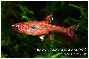 Хвороби риб білі точки іхтіофтіріус ichtyophthirius multifiliis (акваріумні) Хвороби риб білі точки іхтіофтіріус ichtyophthirius multifiliis