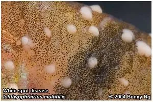 Хвороби риб білі точки іхтіофтіріус ichtyophthirius multifiliis (фотографії) Хвороби риб білі точки іхтіофтіріус ichtyophthirius multifiliis