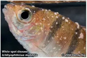 Хвороби риб білі точки іхтіофтіріус ichtyophthirius multifiliis (акваріумні) Хвороби риб білі точки іхтіофтіріус ichtyophthirius multifiliis
