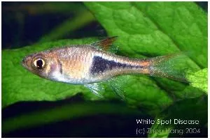 Хвороби риб білі точки іхтіофтіріус ichtyophthirius multifiliis (виготовлення) Хвороби риб білі точки іхтіофтіріус ichtyophthirius multifiliis