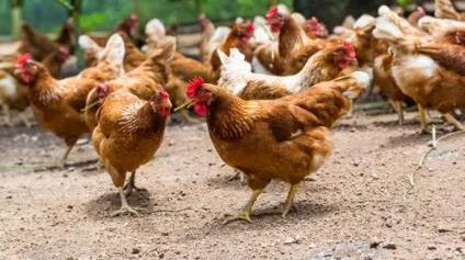 Хвороби курей симптоми і лікування в домашніх умовах (лікування) Хвороби курей симптоми і лікування в домашніх умовах