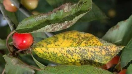 Хвороби черешні і їх лікування - з фото - agro portal