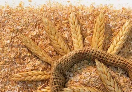 Хвороби індоуток і їх симптоми, лікування (лікування) Хвороби індоуток і їх симптоми, лікування