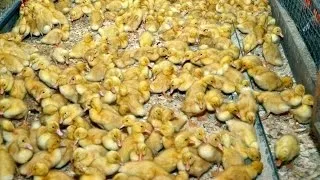 Бройлерна качка вирощування і розведення в домашніх умовах 2