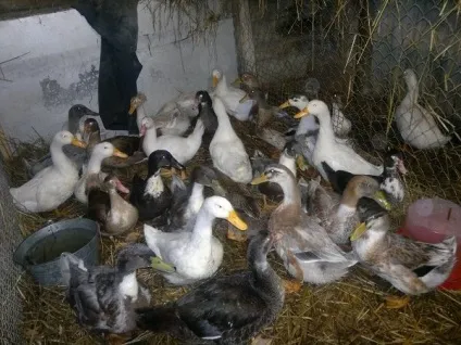 Бройлерні качки зміст і вирощування в домашніх умовах