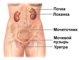 Часте сечовипускання у жінок вночі (сечовипускання) Часте сечовипускання у жінок вночі