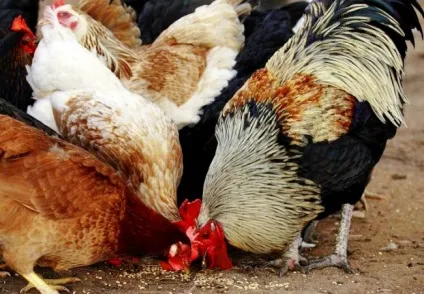 Чим годувати домашню птицю влітку продукти з вмістом вітамінів, своє господарство (своє) Чим годувати домашню птицю влітку продукти з вмістом вітамінів, своє господарство