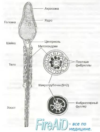 цервікальний слиз