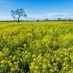 Пшениця як сидерат, коли сіяти навесні, озима пшениця (сидерат) Пшениця як сидерат, коли сіяти навесні, озима пшениця