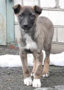 Рахіт у цуценят