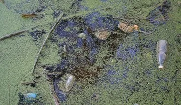 Розведення риби в штучних водоймах без великих витрат! (Водоймах) Розведення риби в штучних водоймах без великих витрат!