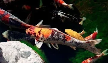Розведення риби в штучних водоймах без великих витрат! (Риби) Розведення риби в штучних водоймах без великих витрат!