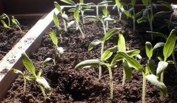 Розсада перцю в домашніх умовах - міцна і здорова! (Умов) Розсада перцю в домашніх умовах - міцна і здорова!