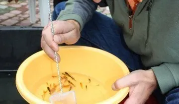 Розведення риби в штучних водоймах без великих витрат! (Водоймах) Розведення риби в штучних водоймах без великих витрат!