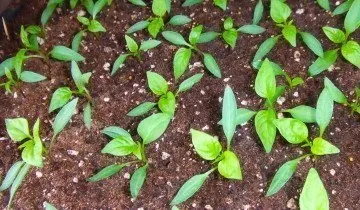 Розсада перцю в домашніх умовах - міцна і здорова! (Домашніх) Розсада перцю в домашніх умовах - міцна і здорова!