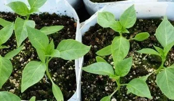 Розсада перцю в домашніх умовах - міцна і здорова! (Умов) Розсада перцю в домашніх умовах - міцна і здорова!