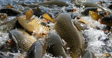 Розведення риби в штучних водоймах як бізнес короп і форель (штучних) Розведення риби в штучних водоймах як бізнес короп і форель