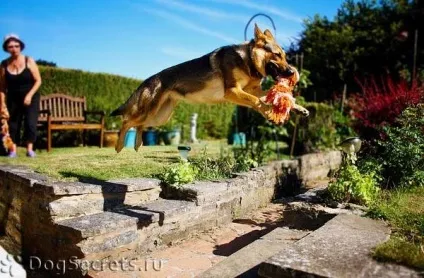 Розведення німецької вівчарки східноєвропейський тип, історія (розведення) Розведення німецької вівчарки східноєвропейський тип, історія