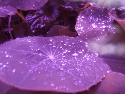 Пурпурний колір відтінки purple і різниця між ними, історія, нюанси використання в одязі і (пурпурний колір фото це виглядати purple пурпле такий фіолетовий різниця відтінок) Пурпурний колір відтінки purple і різниця між ними, історія, нюанси використання в одязі і