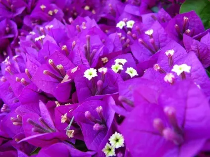 Пурпурний колір відтінки purple і різниця між ними, історія, нюанси використання в одязі і (пурпурний) Пурпурний колір відтінки purple і різниця між ними, історія, нюанси використання в одязі і