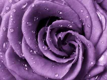 Пурпурний колір відтінки purple і різниця між ними, історія, нюанси використання в одязі і (одязі) Пурпурний колір відтінки purple і різниця між ними, історія, нюанси використання в одязі і