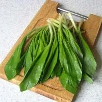 Черемша - вирощування з насіння (вирощування) Черемша - вирощування з насіння