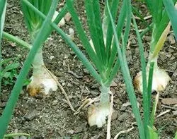 Чим підгодувати лук для кращого росту (підгодувати) Чим підгодувати лук для кращого росту