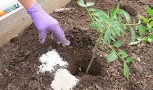 Чим підгодувати підростаючі помідори після висадки в грунт види добрив, строки
