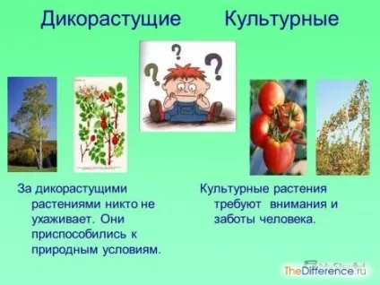 Чим відрізняються культурні рослини від диких, в чому різниця (відрізняються) Чим відрізняються культурні рослини від диких, в чому різниця