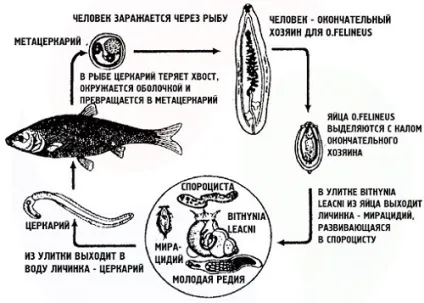 Черви в рибі небезпеку для людини і профілактика зараження (черви) Черви в рибі небезпеку для людини і профілактика зараження