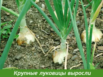 Що робити, щоб цибуля виріс великим